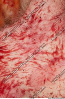 RAW meat pork 0024